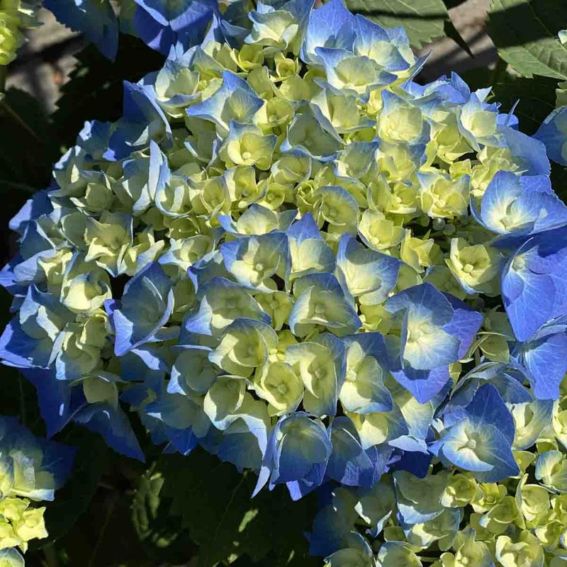Hortensia