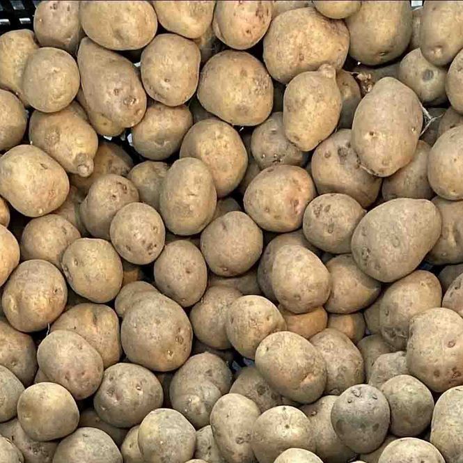 Hovedbilde Settepotet, Gulløye - pris per kilo