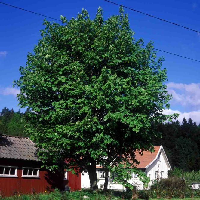 Hovedbilde Spisslønn