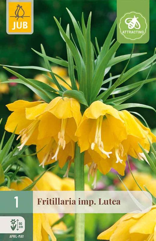 Keiserkrone 'Lutea' 1stk