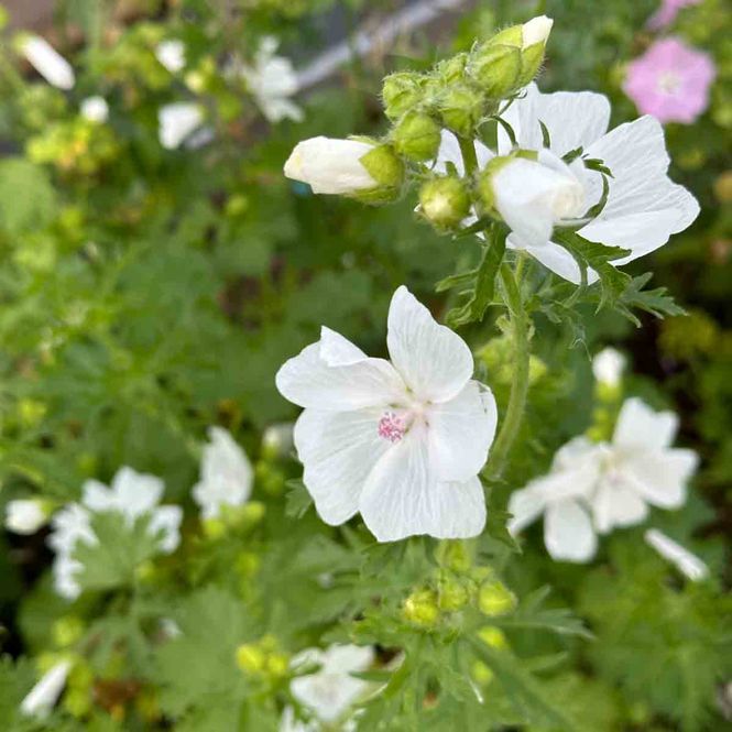 Hovedbilde Moskuskattost 'White Perfection'