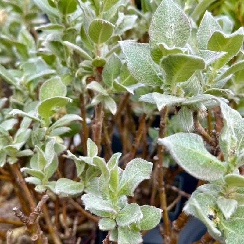 Ullvier 'Skodde'