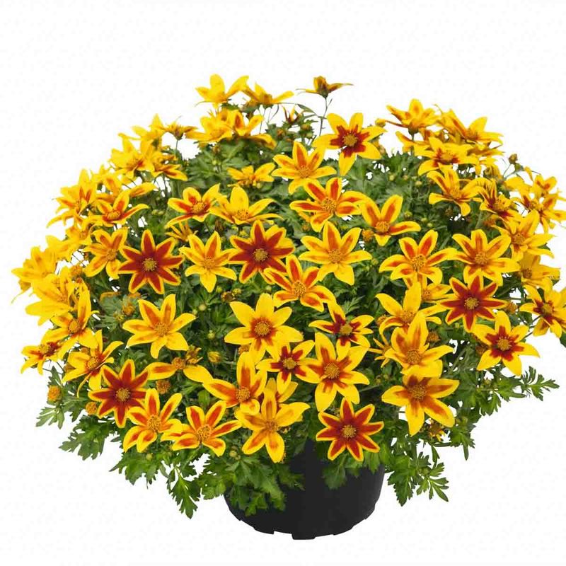 Bidens