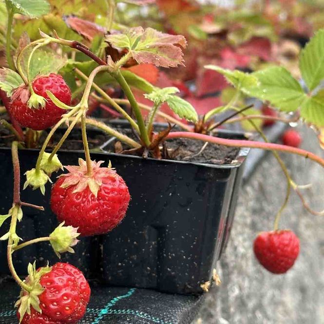 Hovedbilde Jordbærplanter 10-pk