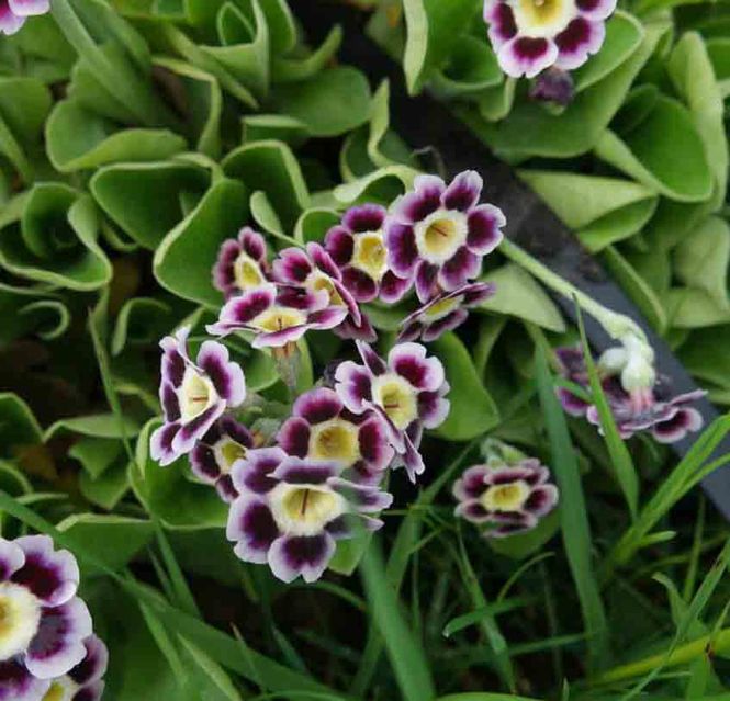 Hovedbilde Hageaurikkel `Kaleidoscope`