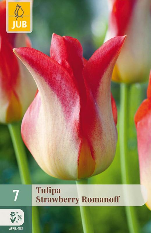 Tulipanløk, Lilje- 'Strawberry Romanoff' 7pk