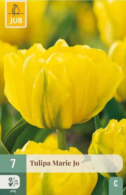 Hovedbilde Tulipanløk, Dobbel-  'Marie Jo'  7pk
