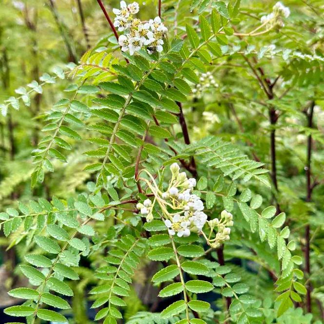 Hovedbilde Hvitrogn 'Ås'