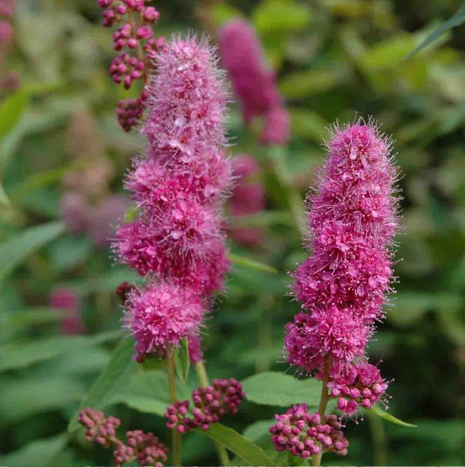 Hovedbilde Triumfspirea 'Triumphans'