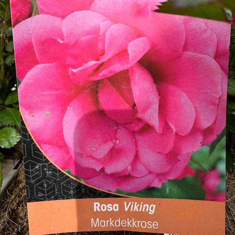 Markdekkerose Rosa Viking