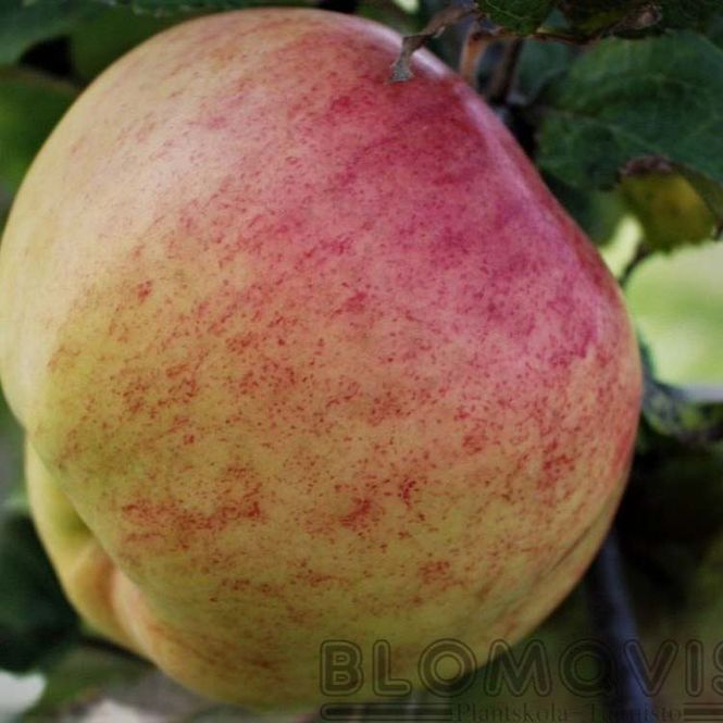 Hovedbilde Epletre 'Antonovka Safranoje' 