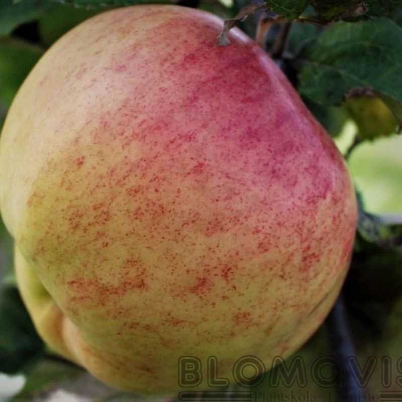 Epletre 'Antonovka Safranoje' 