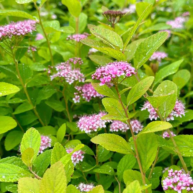 Hovedbilde Bjørkebladspirea  'Pink Sparkler'®