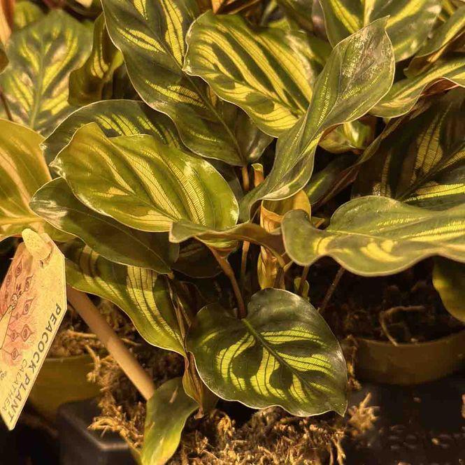 Hovedbilde  Calathea makoyana