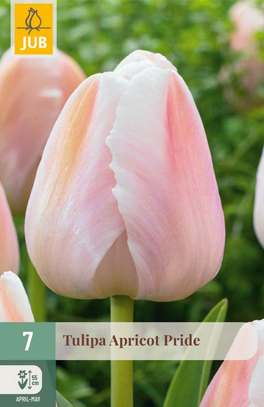 Tulipanløk, Darvin Hybrid- 'Apricot Pride' 7pk