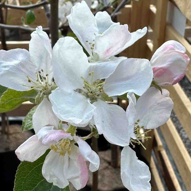 Epletre, 'Transparente Blanche'