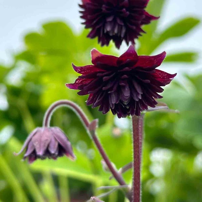 Hovedbilde Akeleie 'Black Barlow'