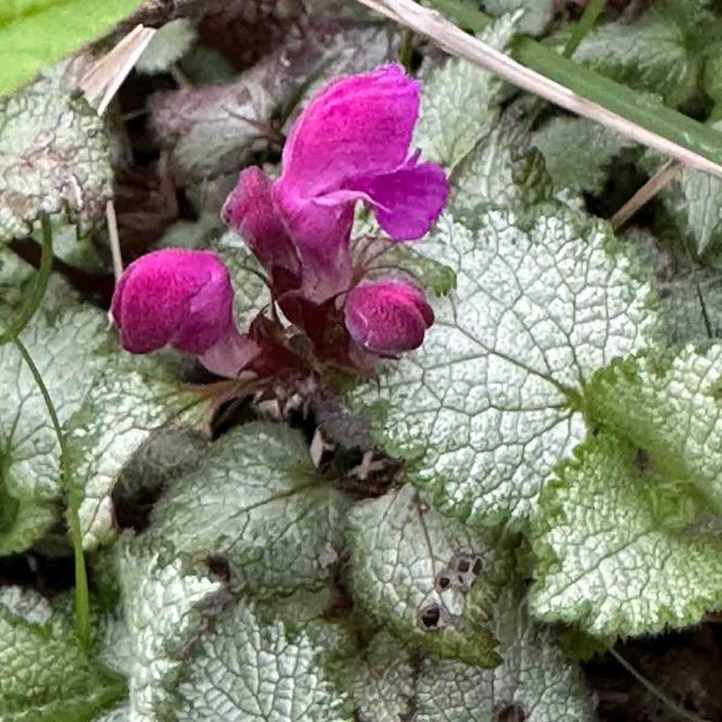 Hovedbilde Flekktvetann 'Red Nancy'