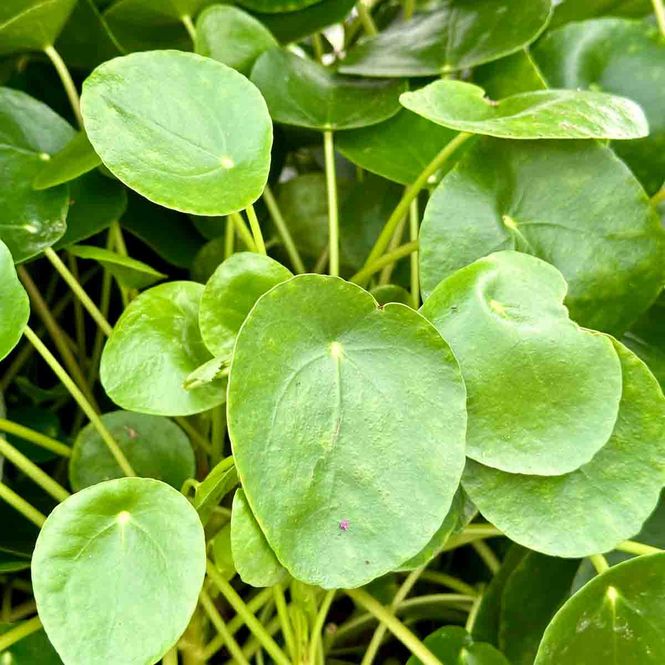 Hovedbilde Pilea peperomioides