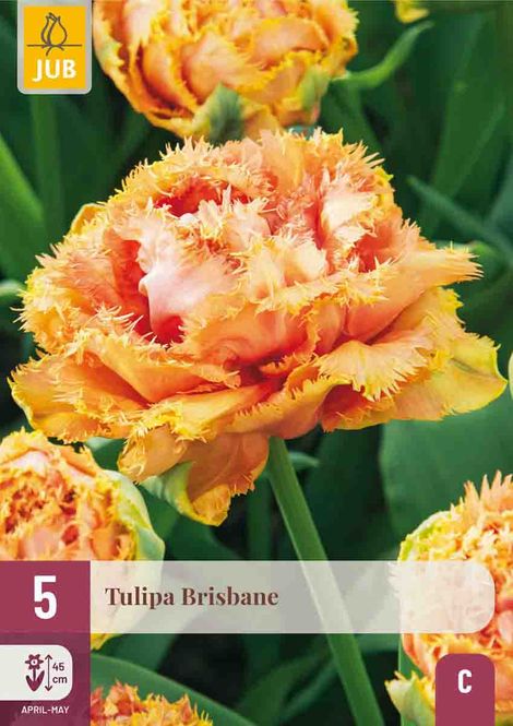 Hovedbilde Tulipanløk, exclusive 'Brisbane' 5pk
