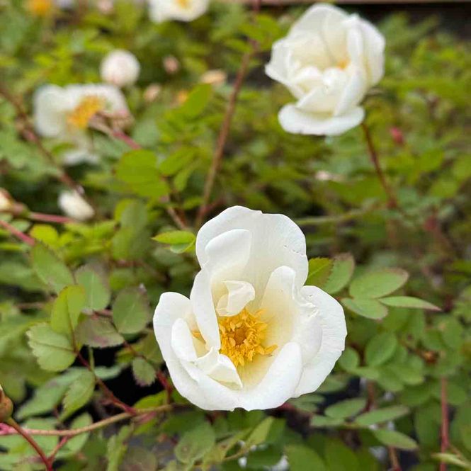 Hovedbilde Trollnyperose 'Flora plena' (Finlands hvite rose) ...