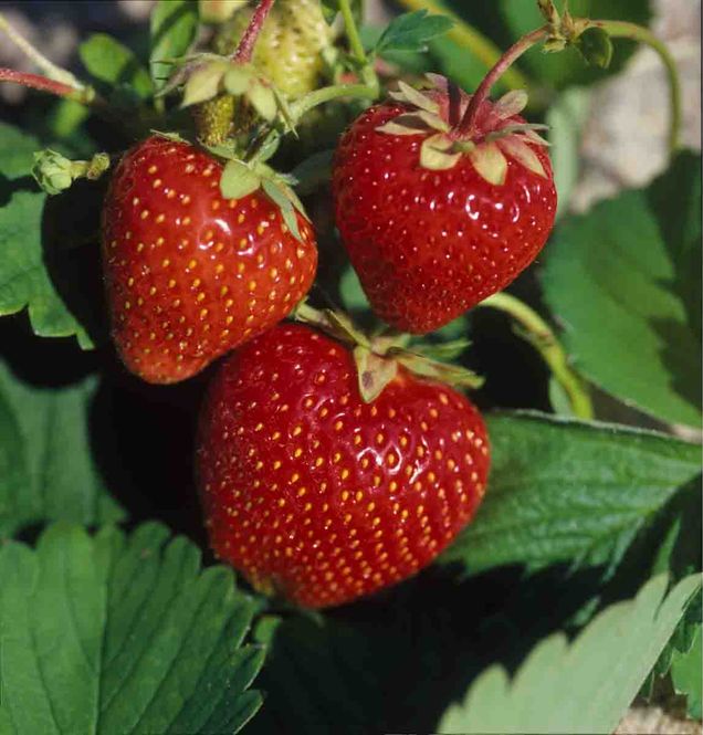 Hovedbilde Jordbærplanter 'Glede' 6 pk