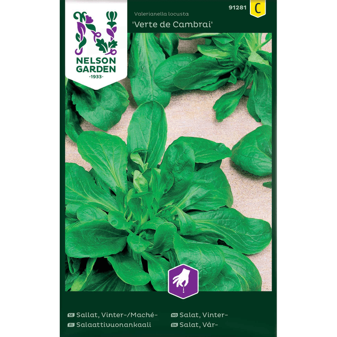 Hovedbilde Vintersalat 'Vert de Cambrai'
