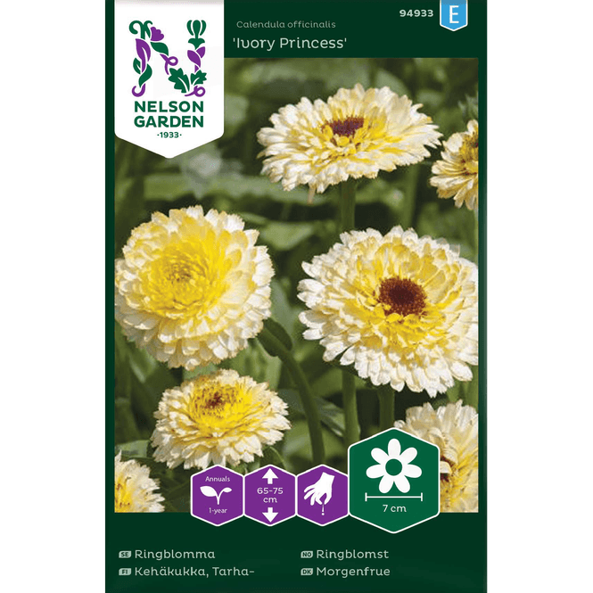 Hovedbilde Ringblomst 'Ivory Princess'