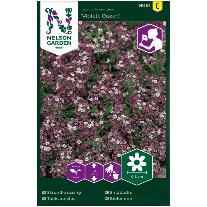 Hovedbilde Smådodre 'Violet Queen'