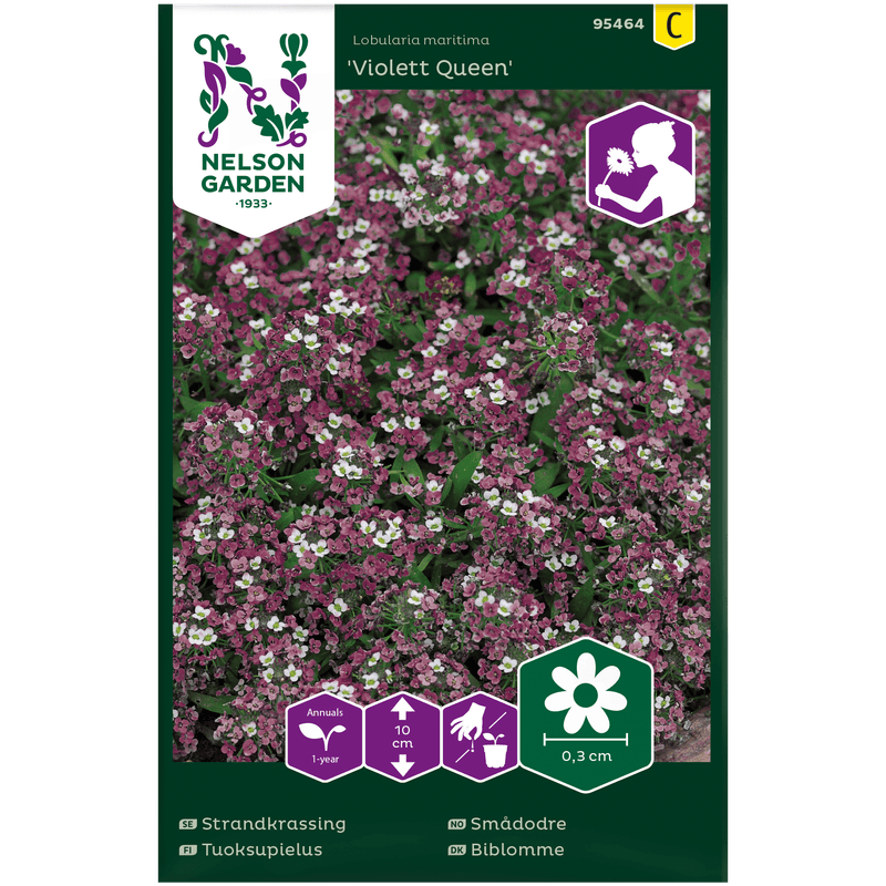 Smådodre 'Violet Queen'