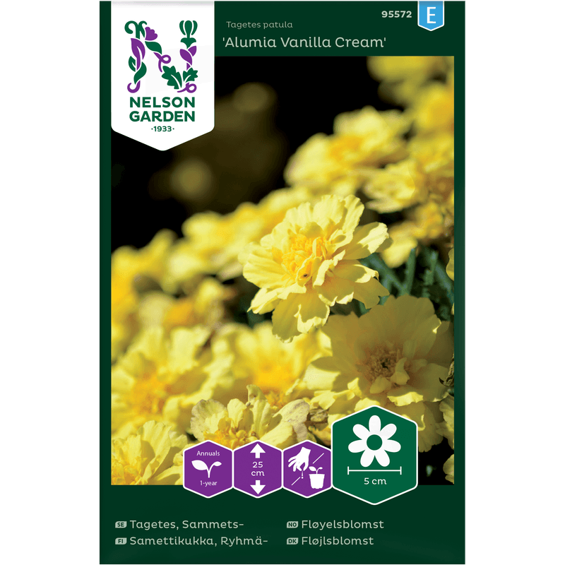 Fløyelsblomst,  'Alumia Vanilla Cream'