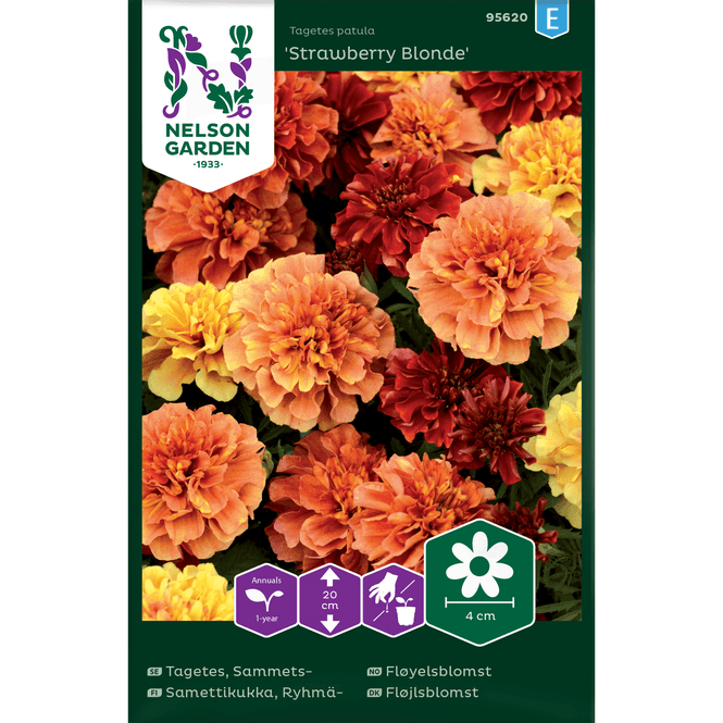 Hovedbilde Fløyelsblomst, 'Strawberry Blonde'