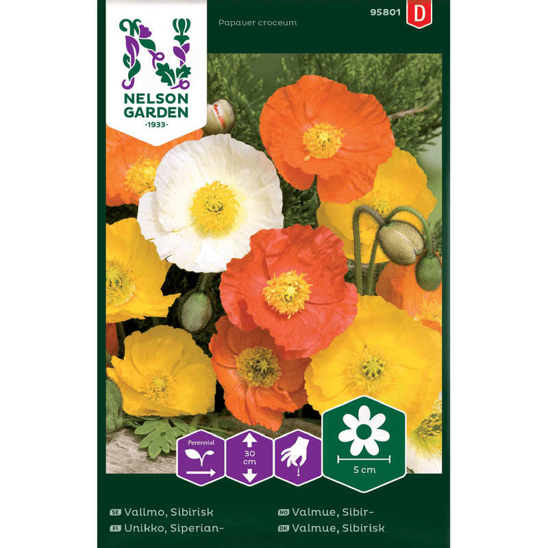 Sibirvalmue  blandede farger