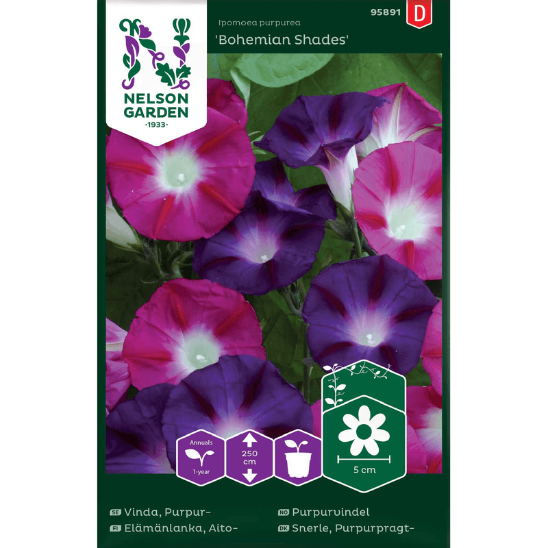 Purpurvindel 'Bohemian Shades'