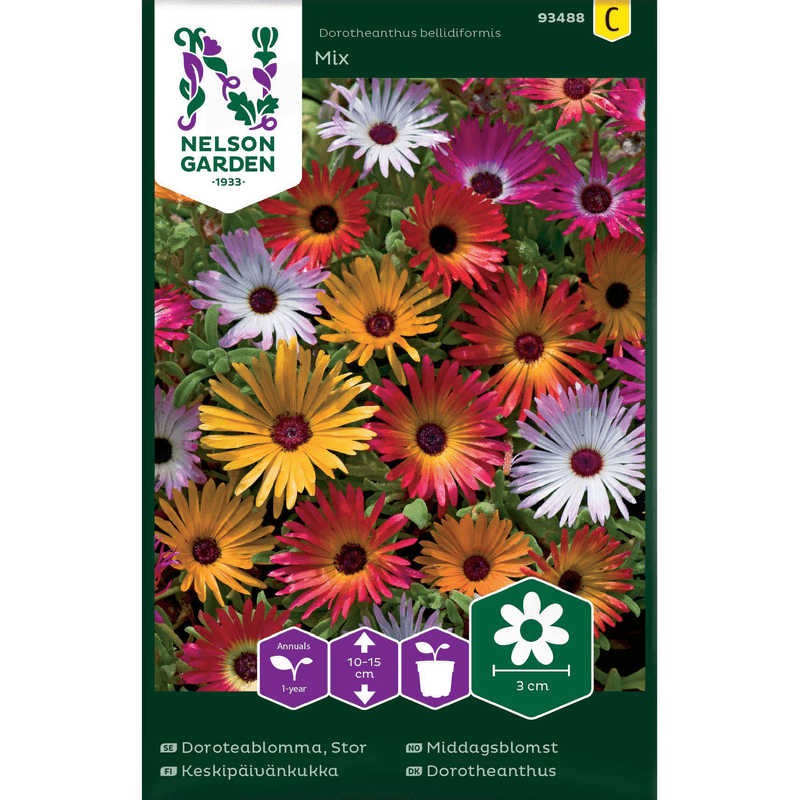 Middagsblomst blandede farger