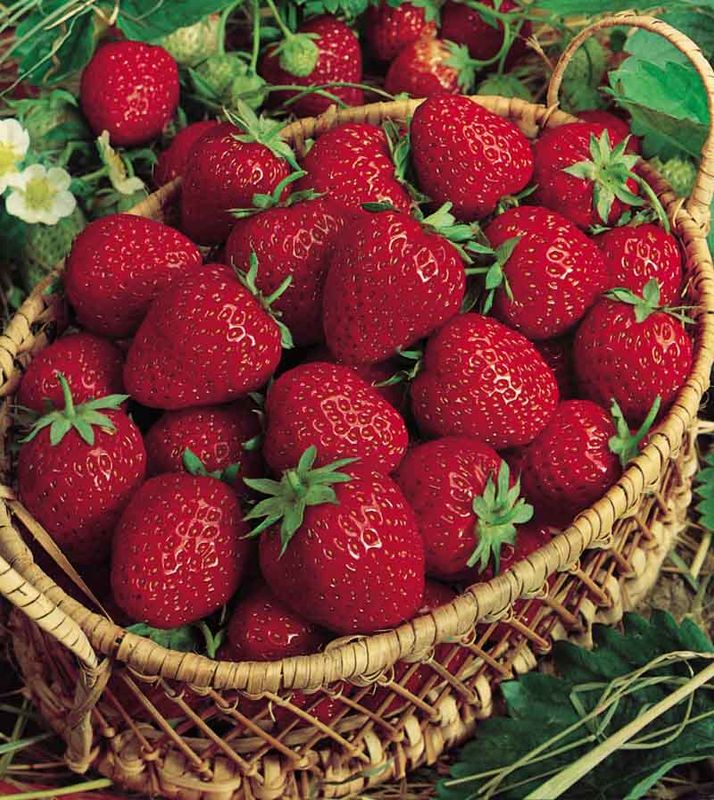 Jordbærplanter 'Korona' 6 pk