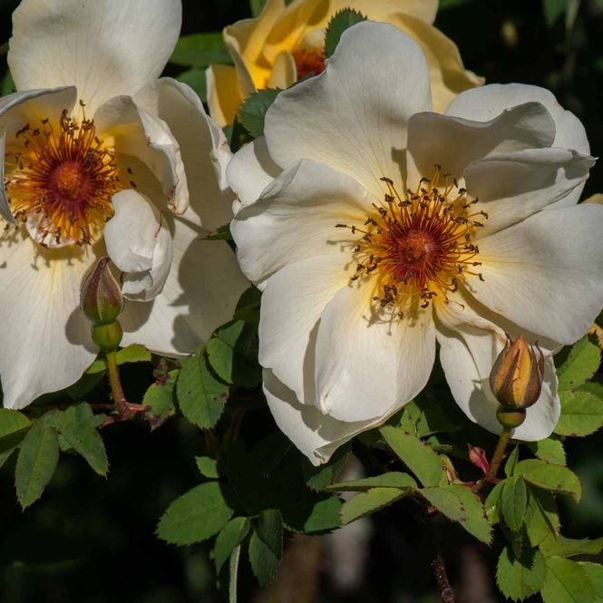 Hovedbilde Historisk rose 'Aïcha', Busk-