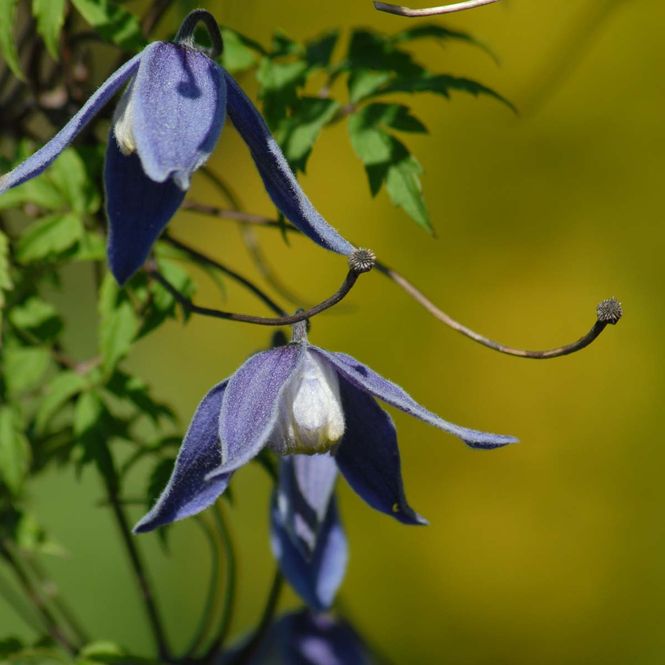 Hovedbilde Alpeklematis 'Alv'  