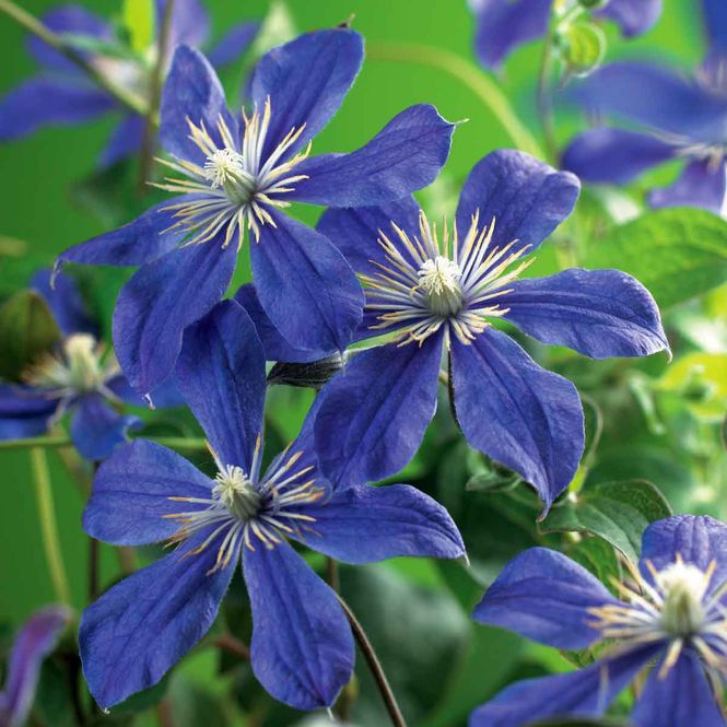 Hovedbilde Hageklematis 'Arabella'