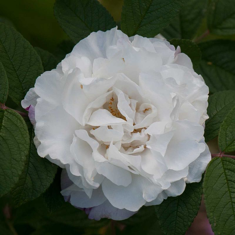 Rynkerose  'Louise Bugnet', Busk-