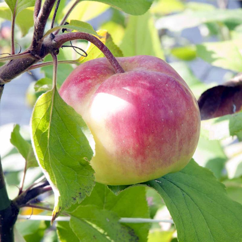 Epletre 'Rød Haugmann'