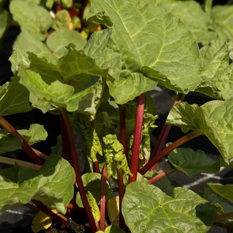 Rabarbra 'Elmblitz'