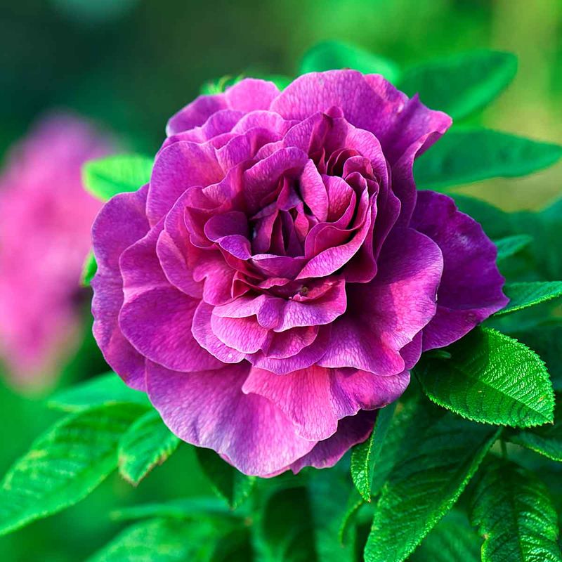 Rynkerose  'Hansa', Busk-