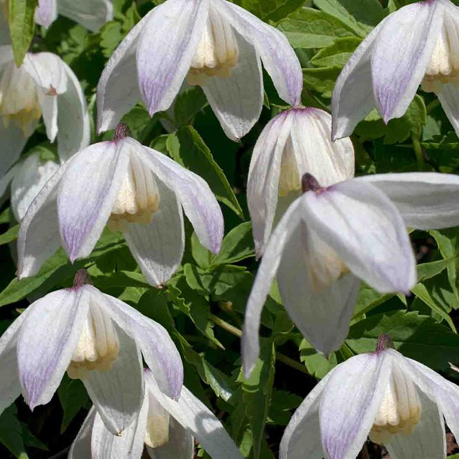 Hovedbilde Skogranke  HULDER® ('Eplhul')