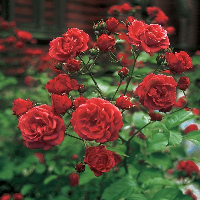 Hovedbilde Rynkerose  'F.J. Grootendorst', Busk-