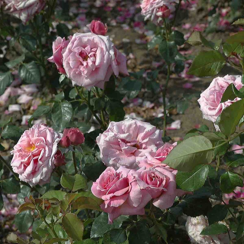 Rose 'Aloha' Slyng/klatre-