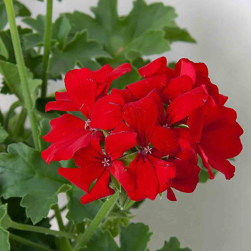 Pelargonium, Marcada