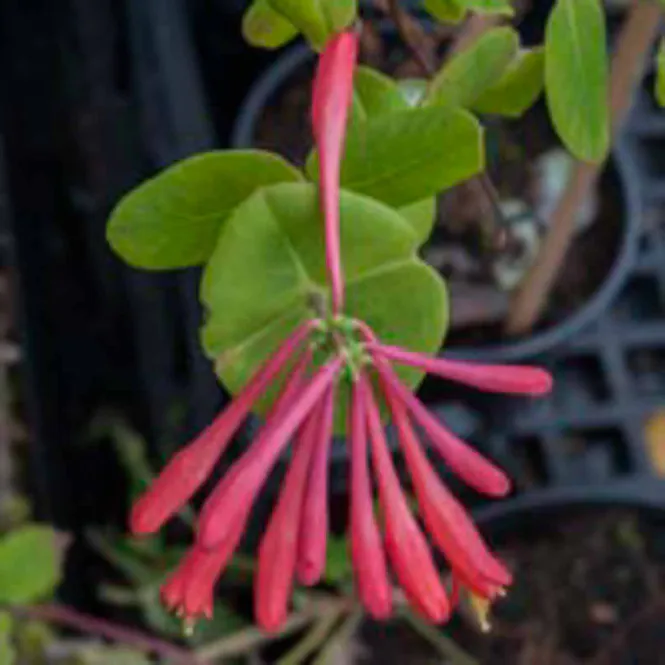 Hovedbilde Ildkaprifol 'Dropmore Scarlet'
