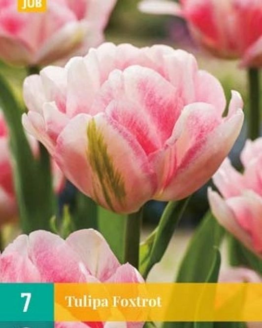 Hovedbilde Tulipanløk, Dobbel-  'Foxtrot' 7pk
