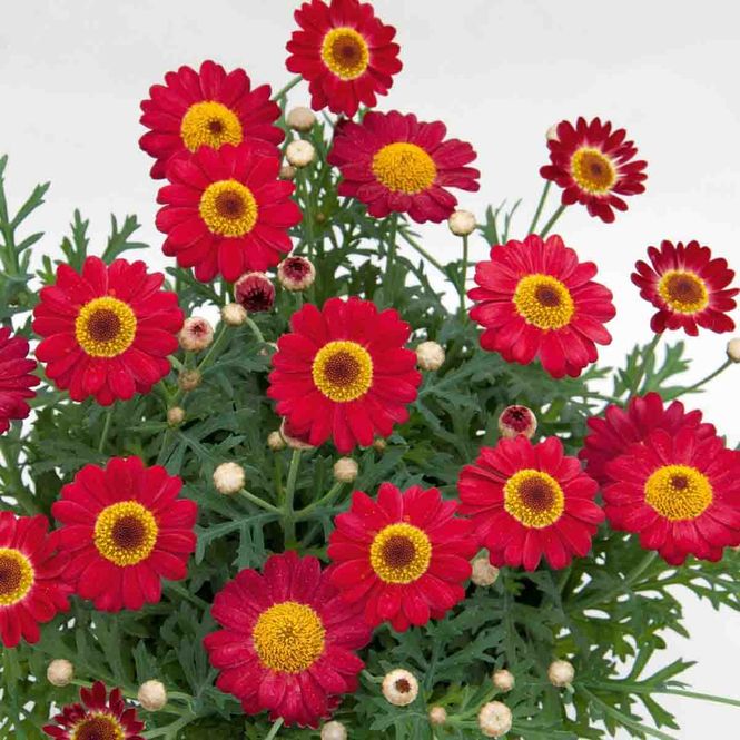 Hovedbilde Margeritt